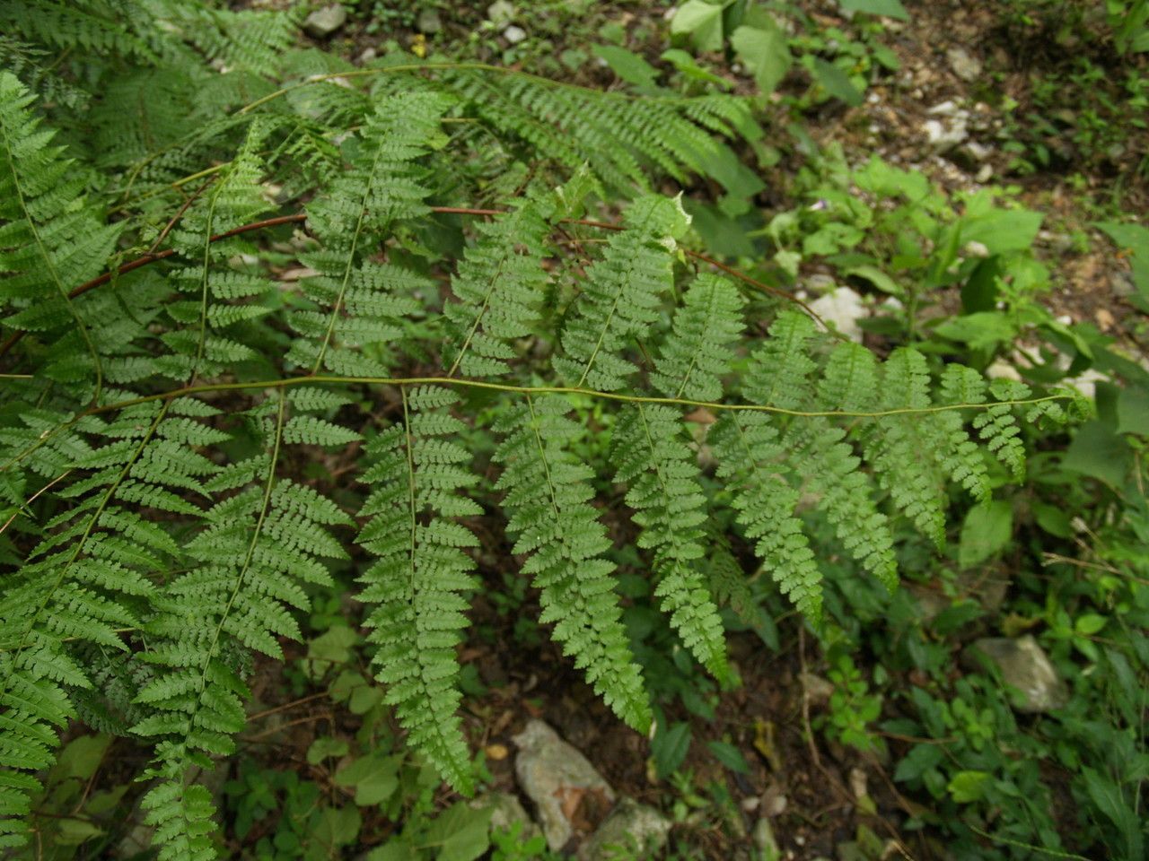 Dennstaedtia globulifera leaf