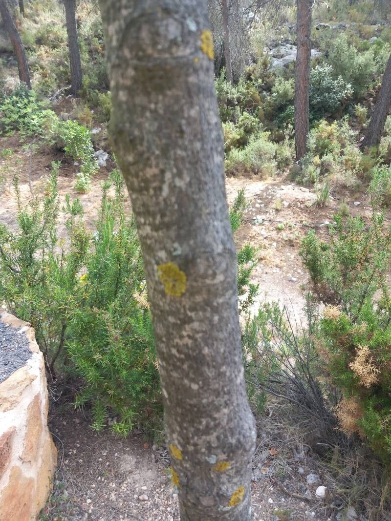 Acer granatense bark