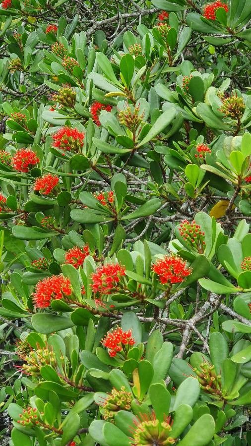 Lumnitzera littorea other