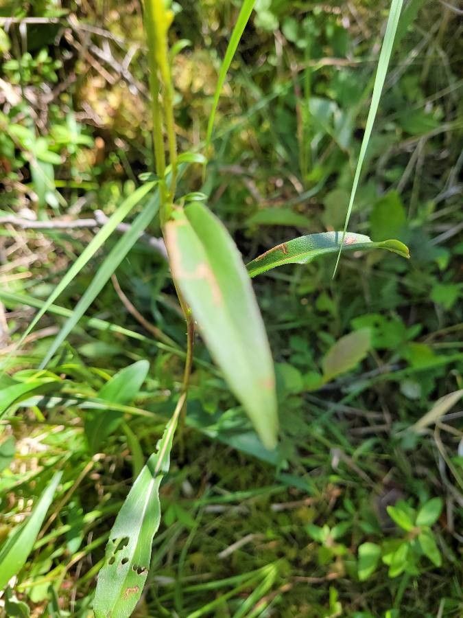 Solidago uliginosa — search result for 'Solidago'