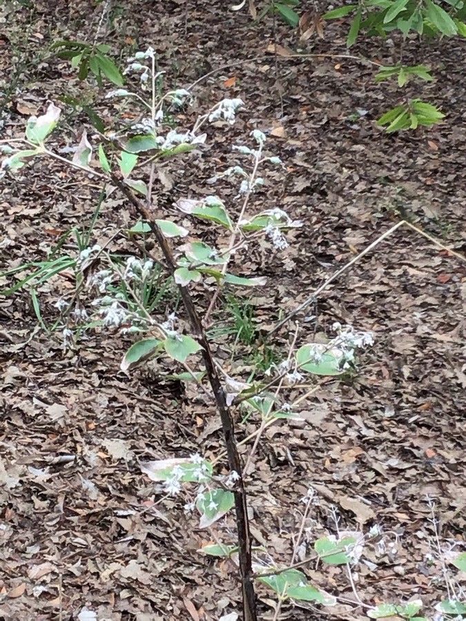 Deutzia albida — related species from the same genus