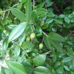 Myrtus communis