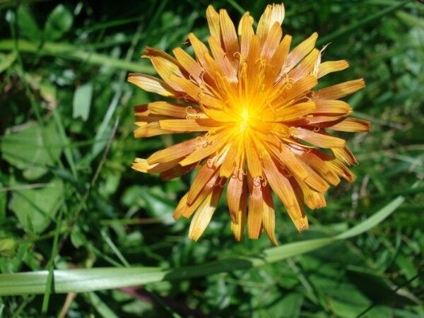 Crepis aurea fruit