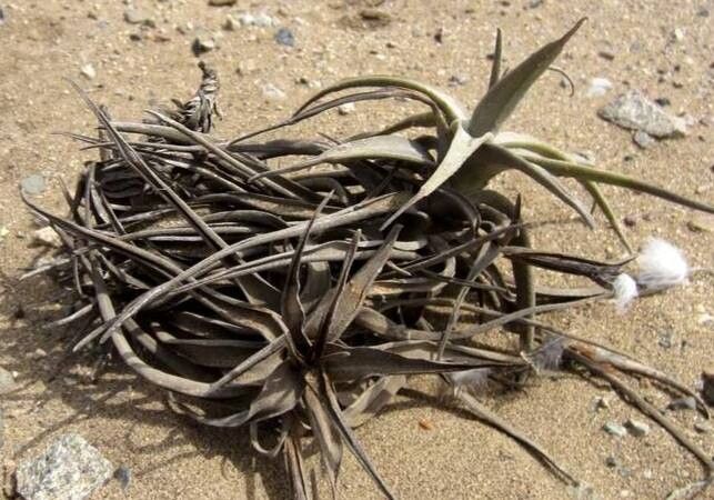 Tillandsia purpurea leaf