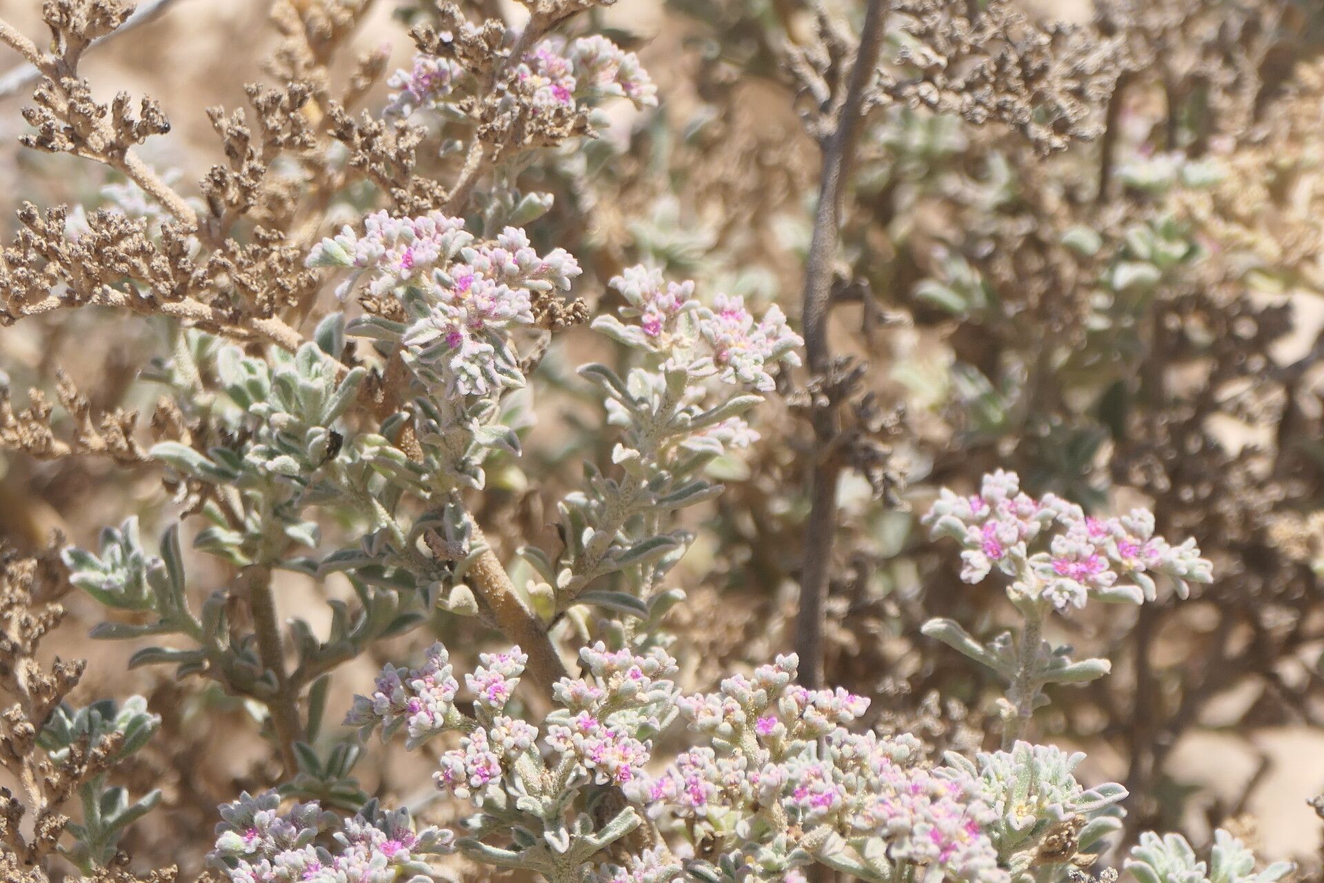 Aizoon papulosum bark
