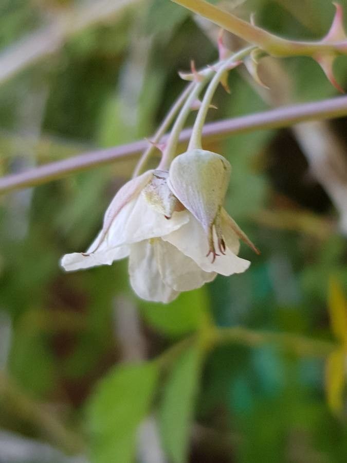 Rubus biflorus flower