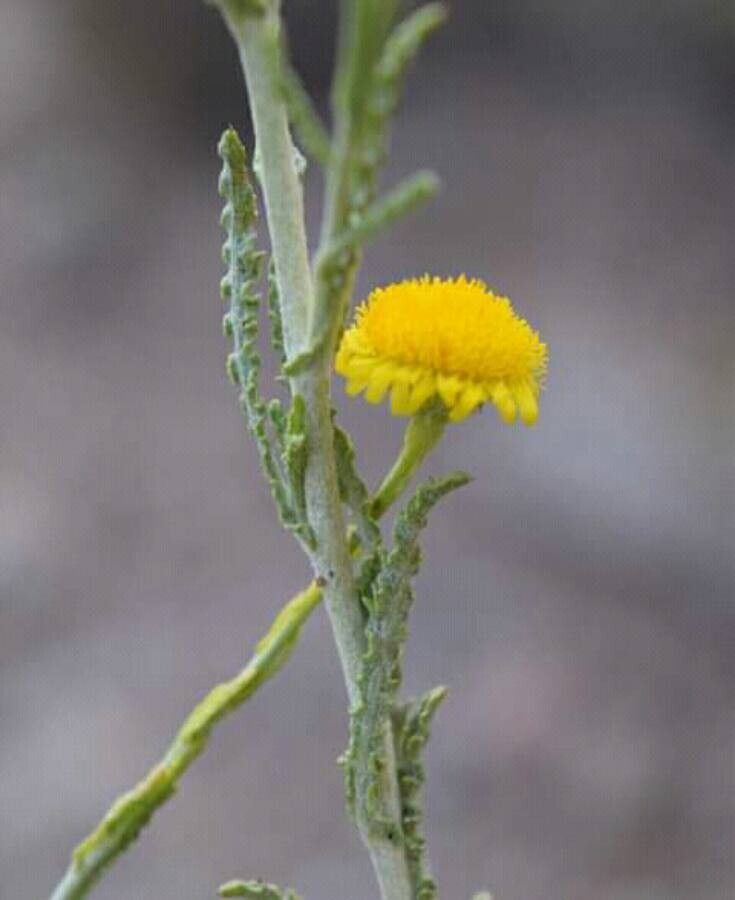 Pulicaria crispa — houseplant care guide