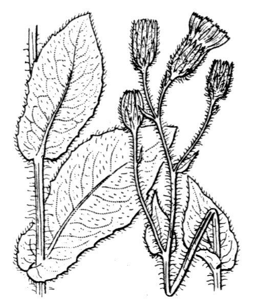 Hieracium valdepilosum — houseplant care guide