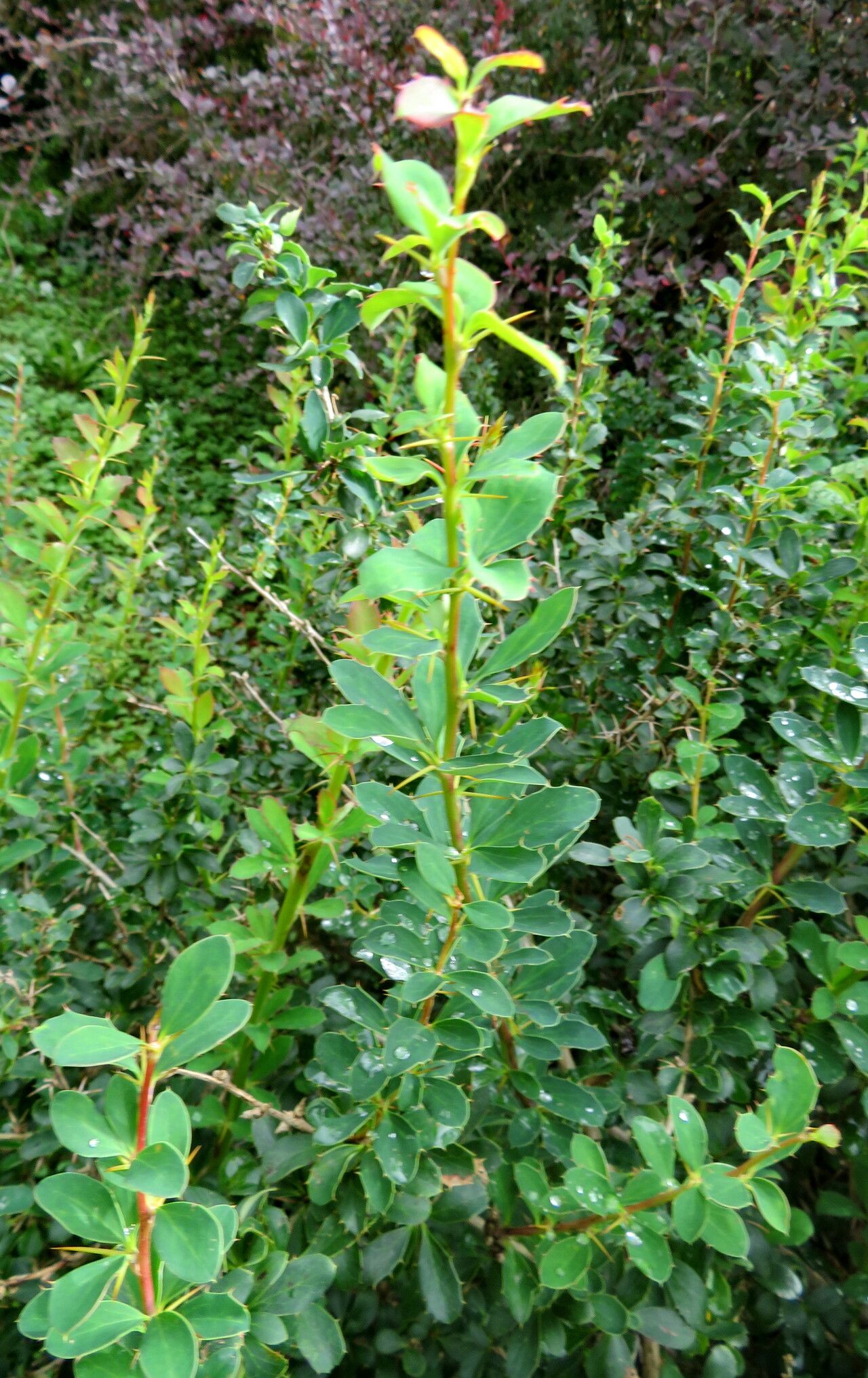 Berberis fendleri — houseplant care guide