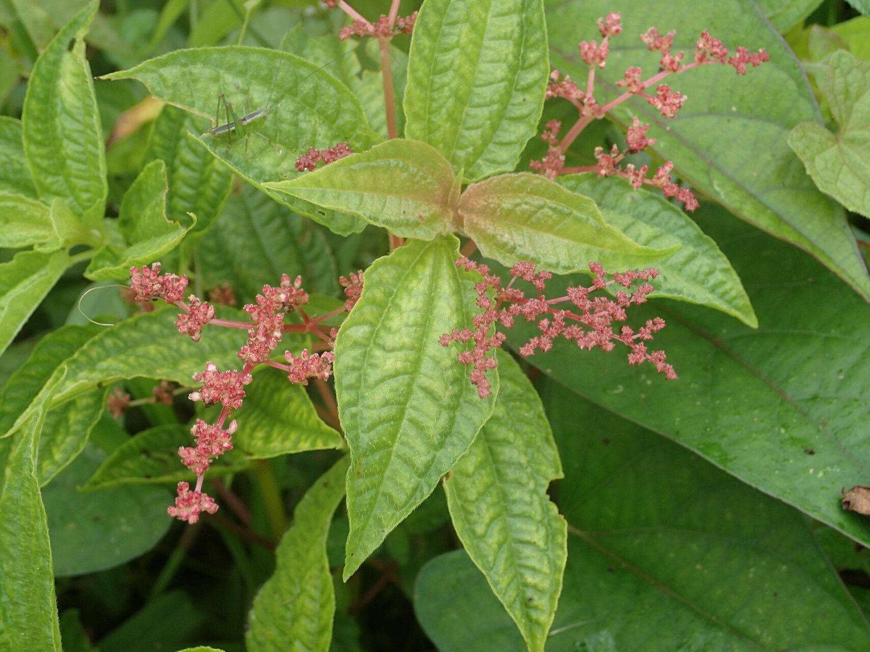 Pilea corymbosa — search result for 'Pilea'