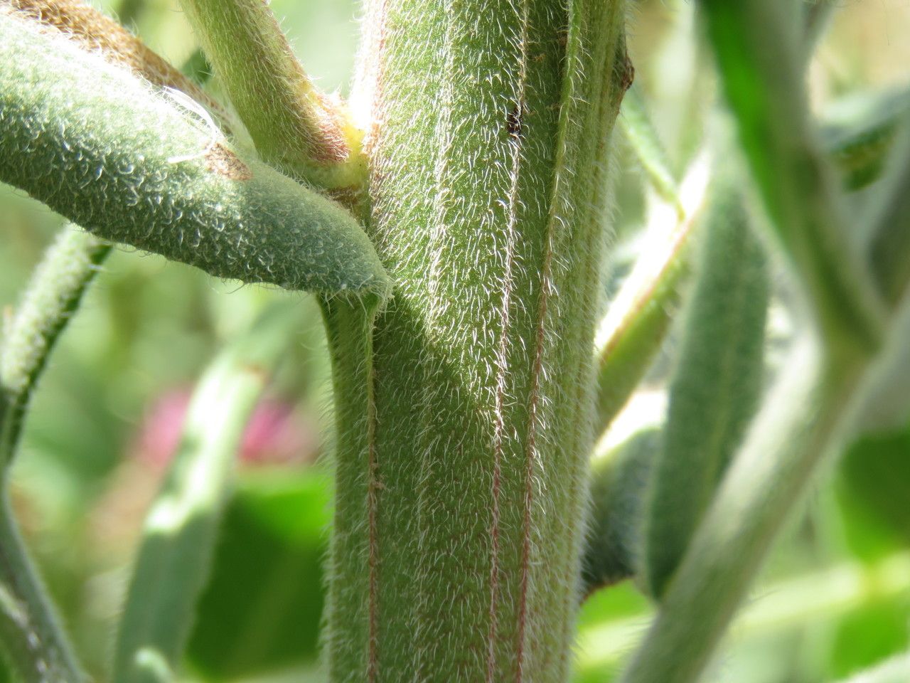 Anchusa procera bark