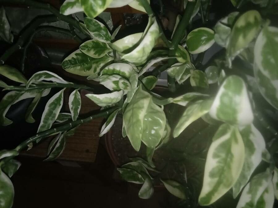 Pedilanthus tithymaloides — search result for 'Euphorbia'