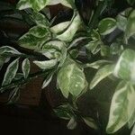 Pedilanthus tithymaloides