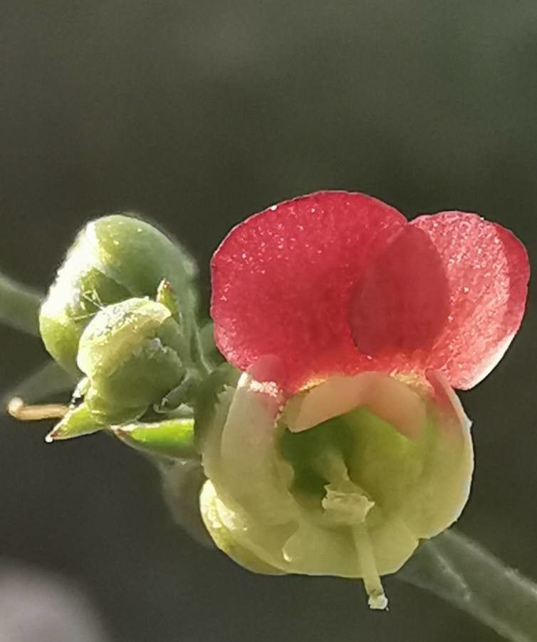 Scrophularia lucida flower