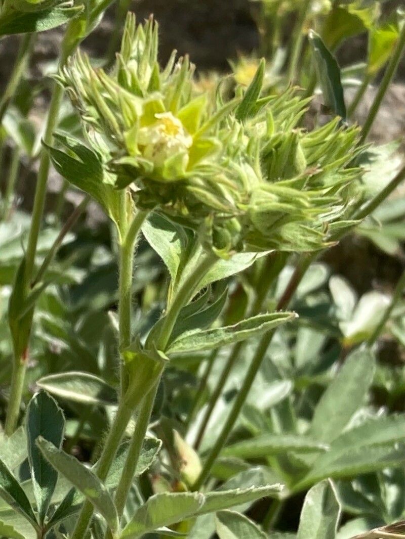 Potentilla valderia flower