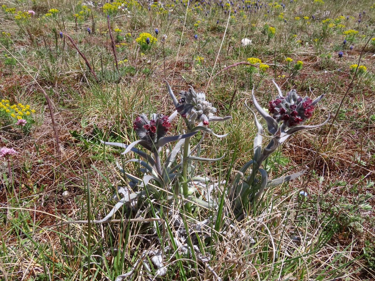 Cynoglossum magellense habit
