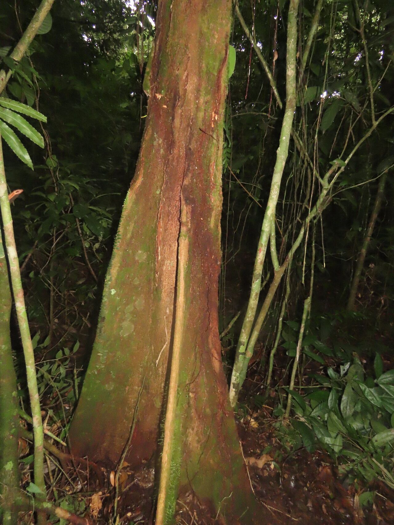 Sloanea brenesii habit
