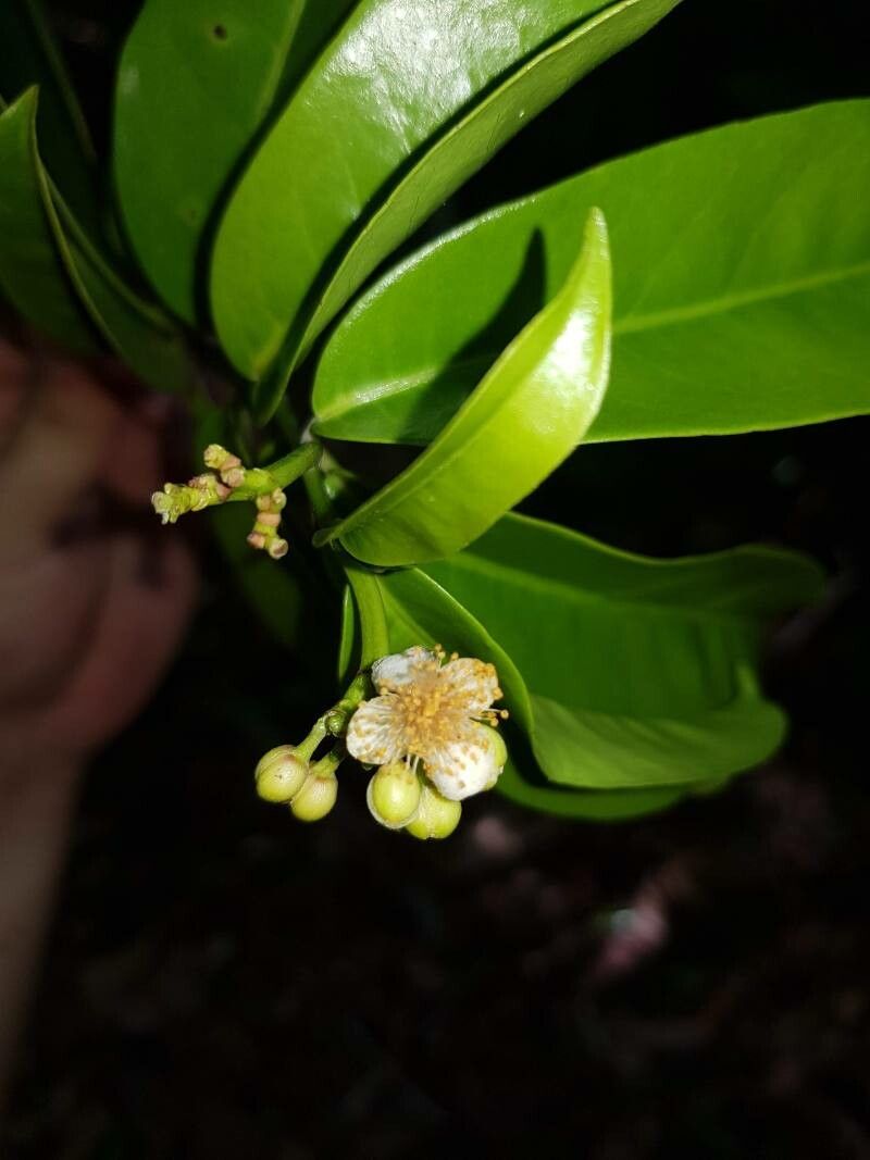 Casearia povedae flower