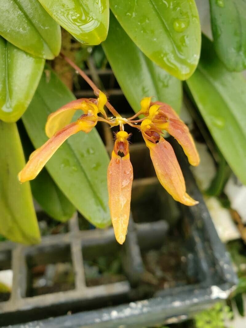 Bulbophyllum cumingii flower