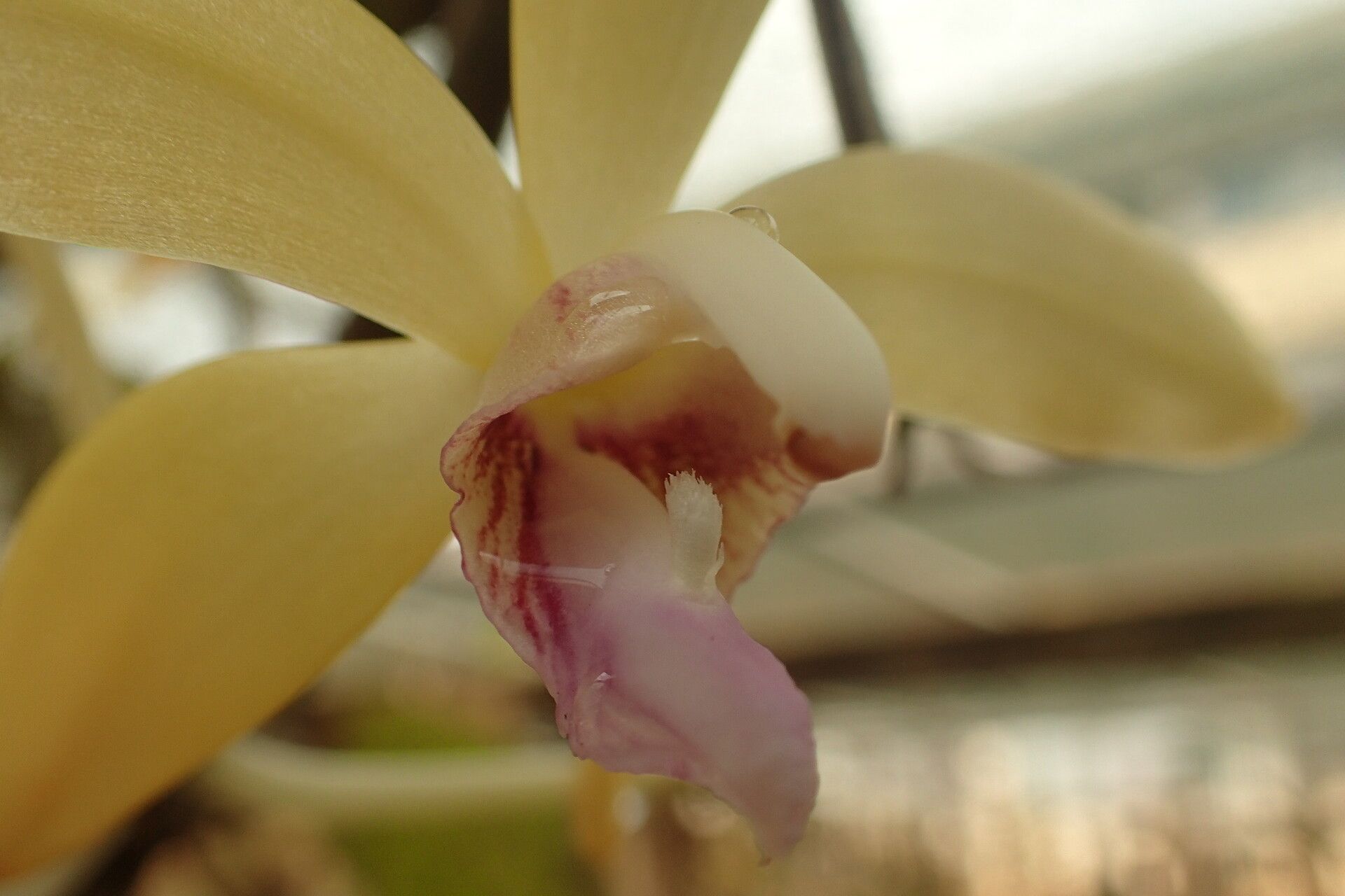 Vanilla africana — related species from the same genus
