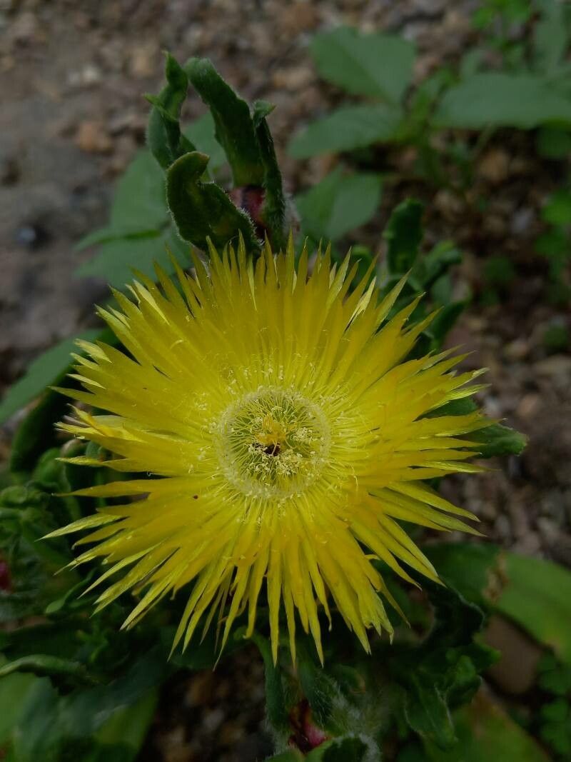 Carpanthea pomeridiana flower