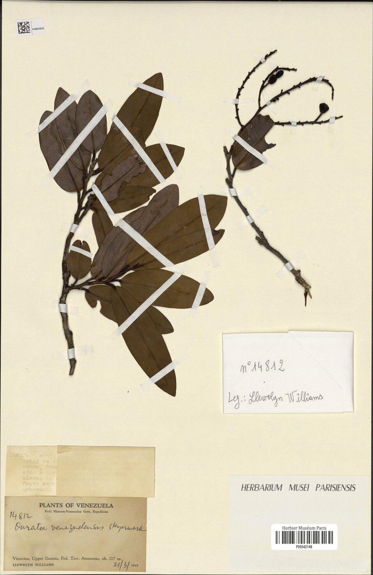 Ouratea thyrsoidea leaf