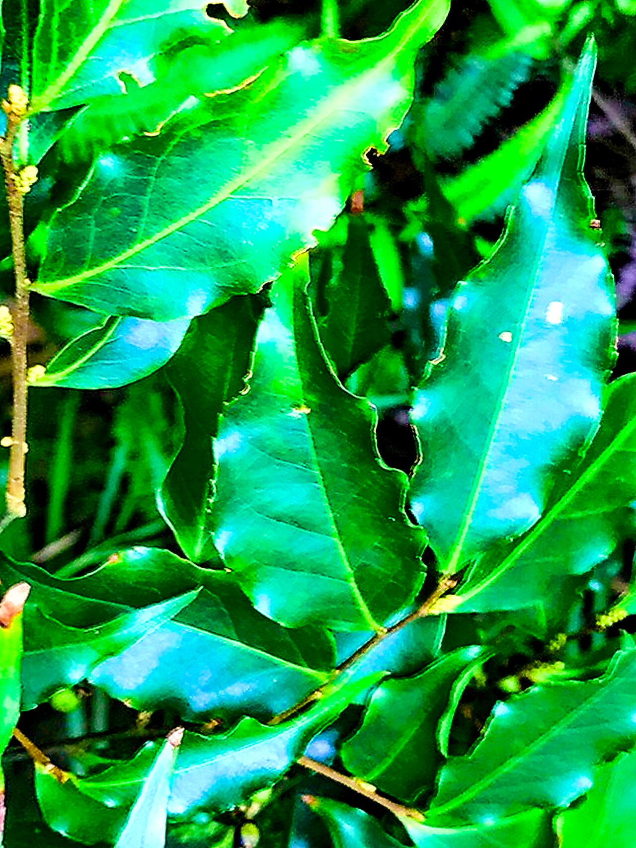 Psydrax dicoccos — houseplant care guide