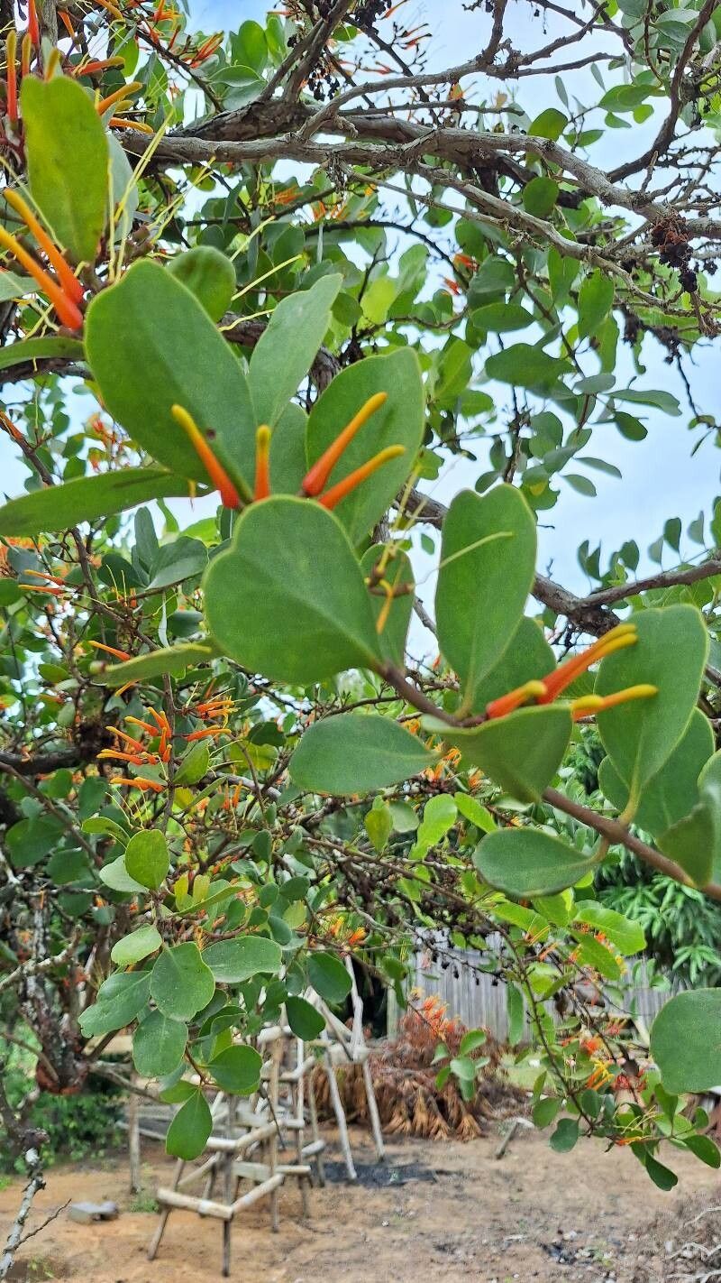 Psittacanthus cinctus flower