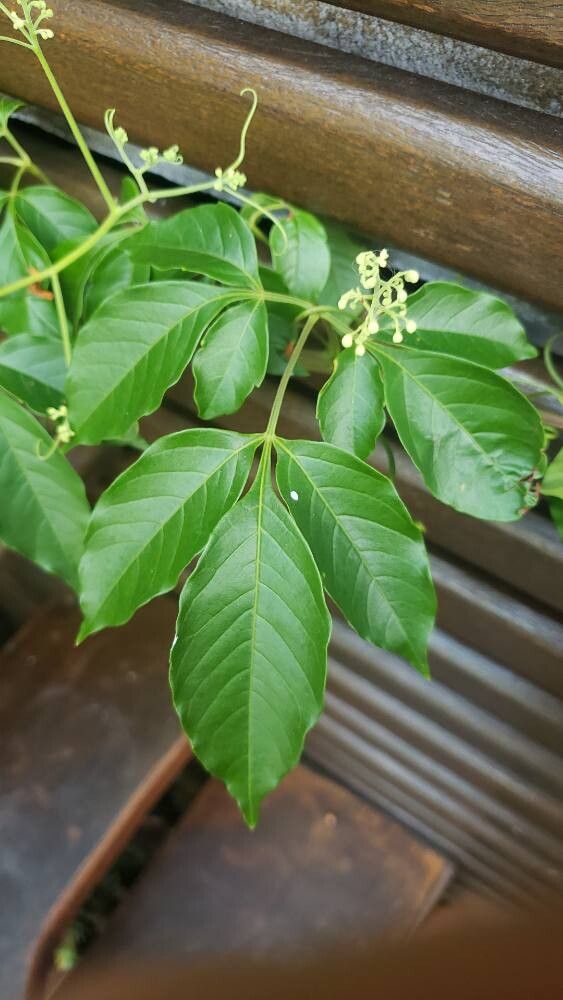 Serjania circumvallata habit