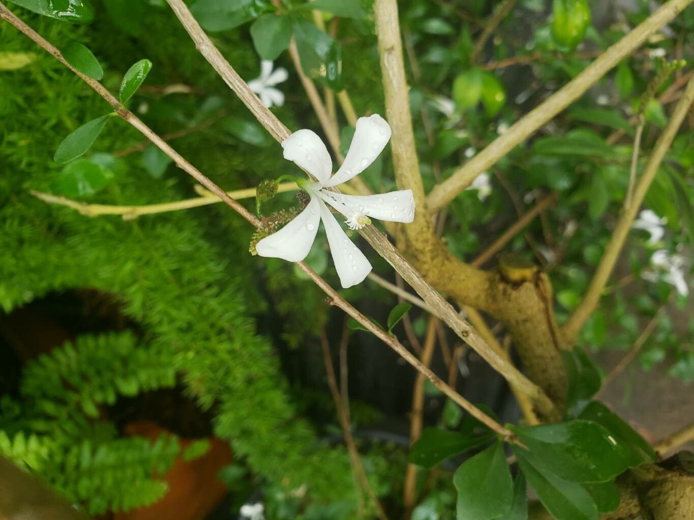 Turraea floribunda flower