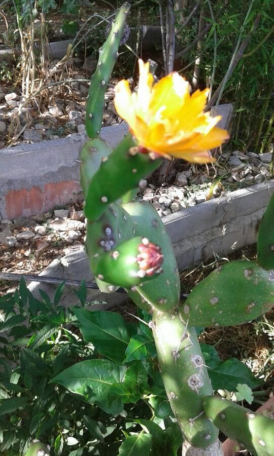 Opuntia elata flower