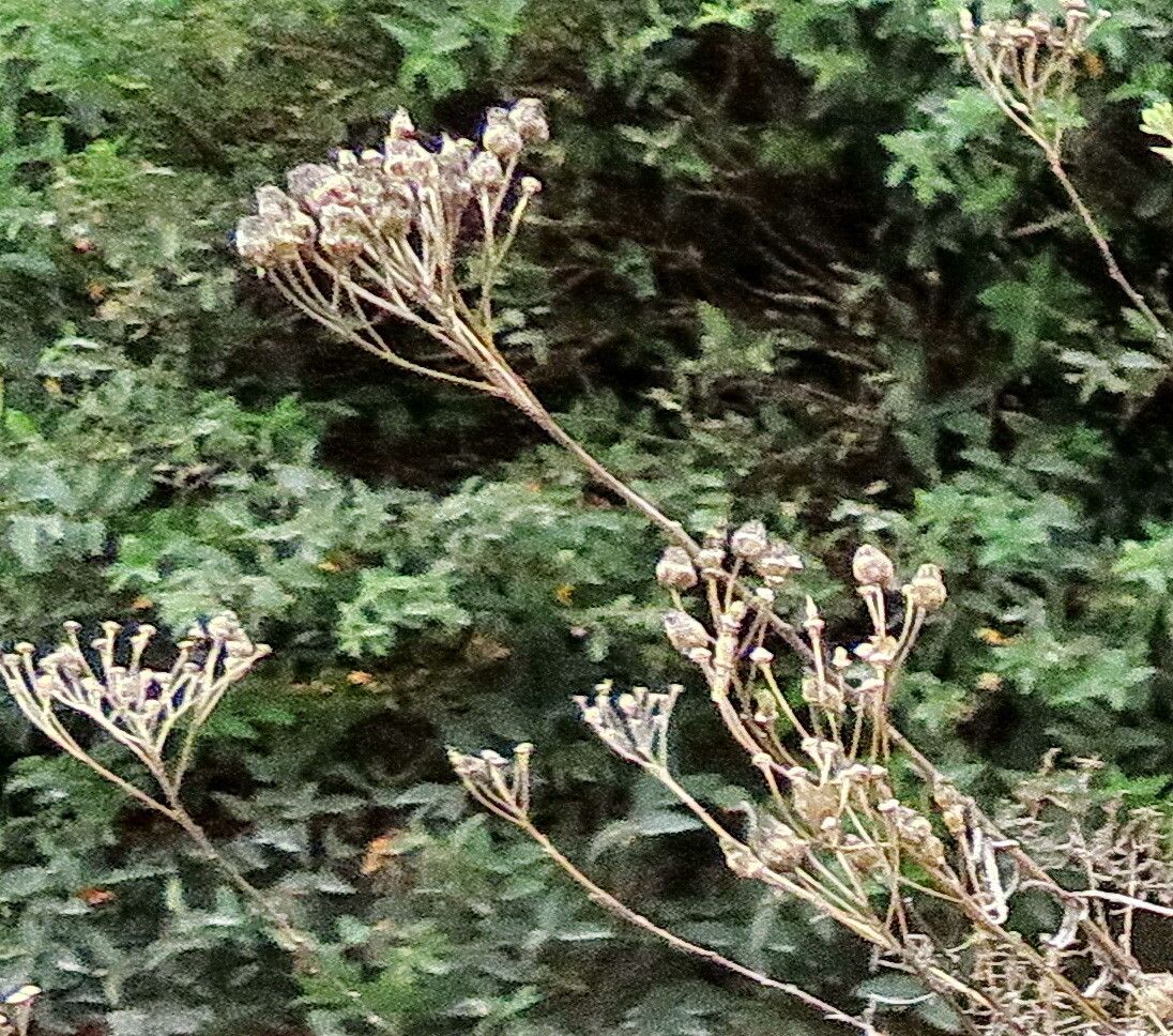 Achillea teretifolia fruit