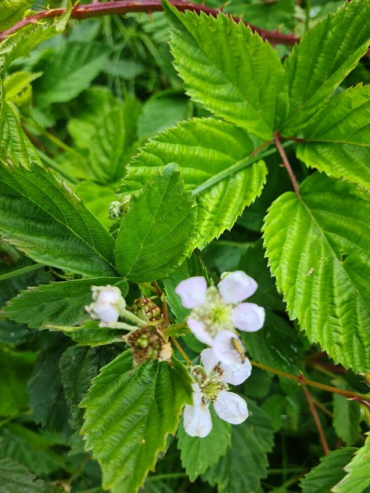 Rubus plicatus flower