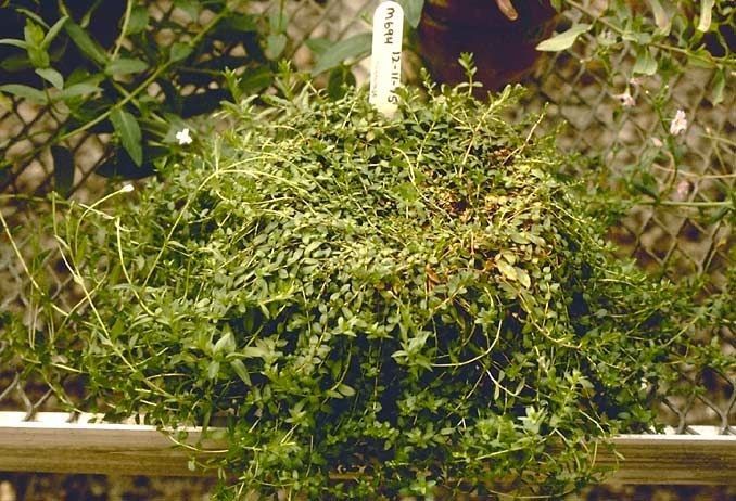 Epilobium oregonense habit