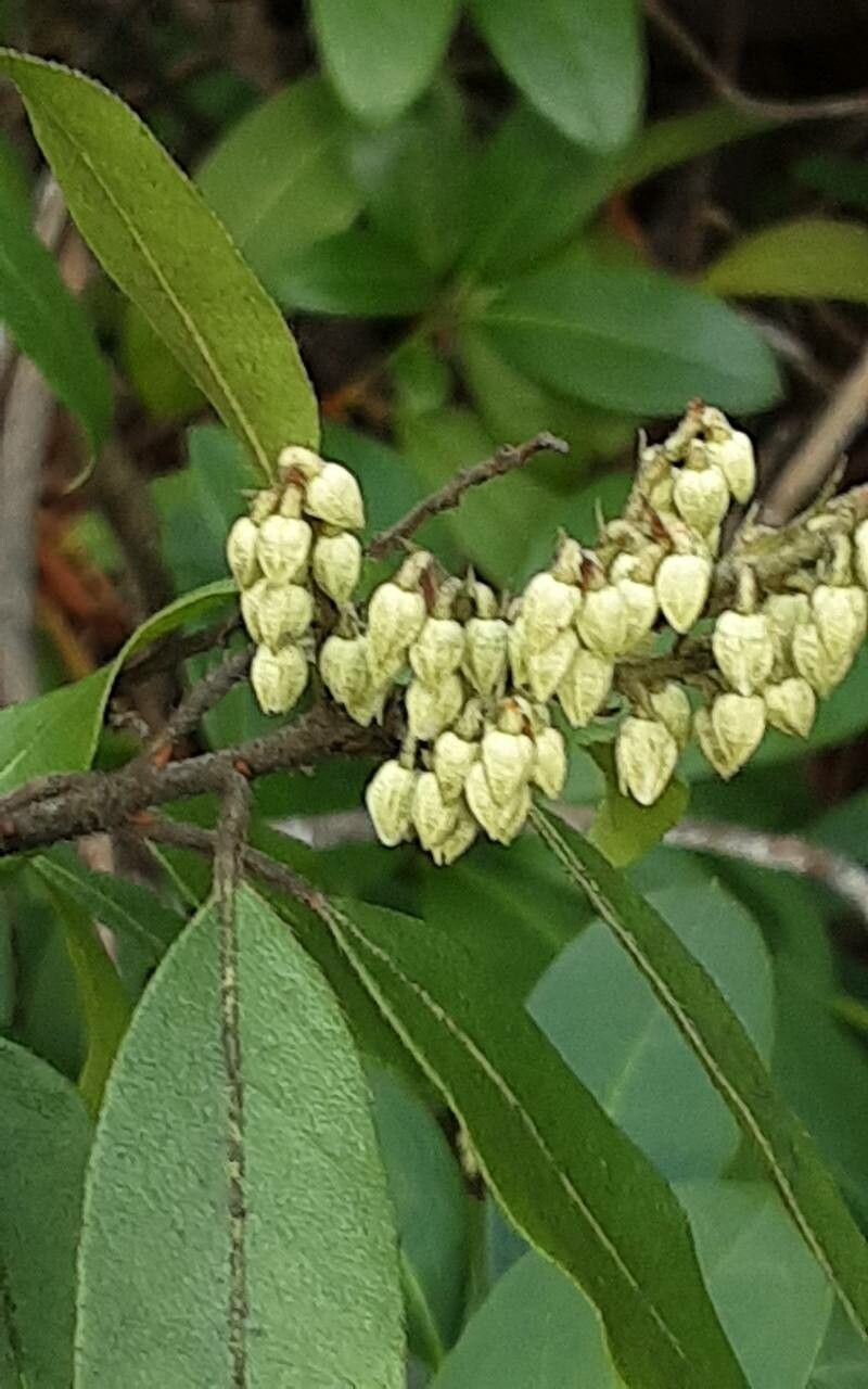 Pieris floribunda flower