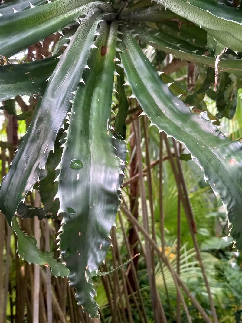 Pandanus pristis leaf