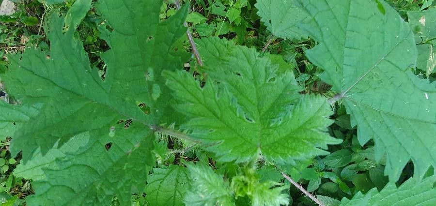 Girardinia diversifolia leaf
