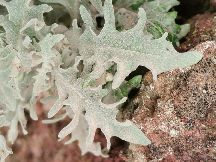 Andryala pinnatifida — houseplant care guide