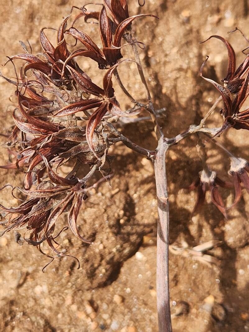 Cotyledon barbeyi fruit