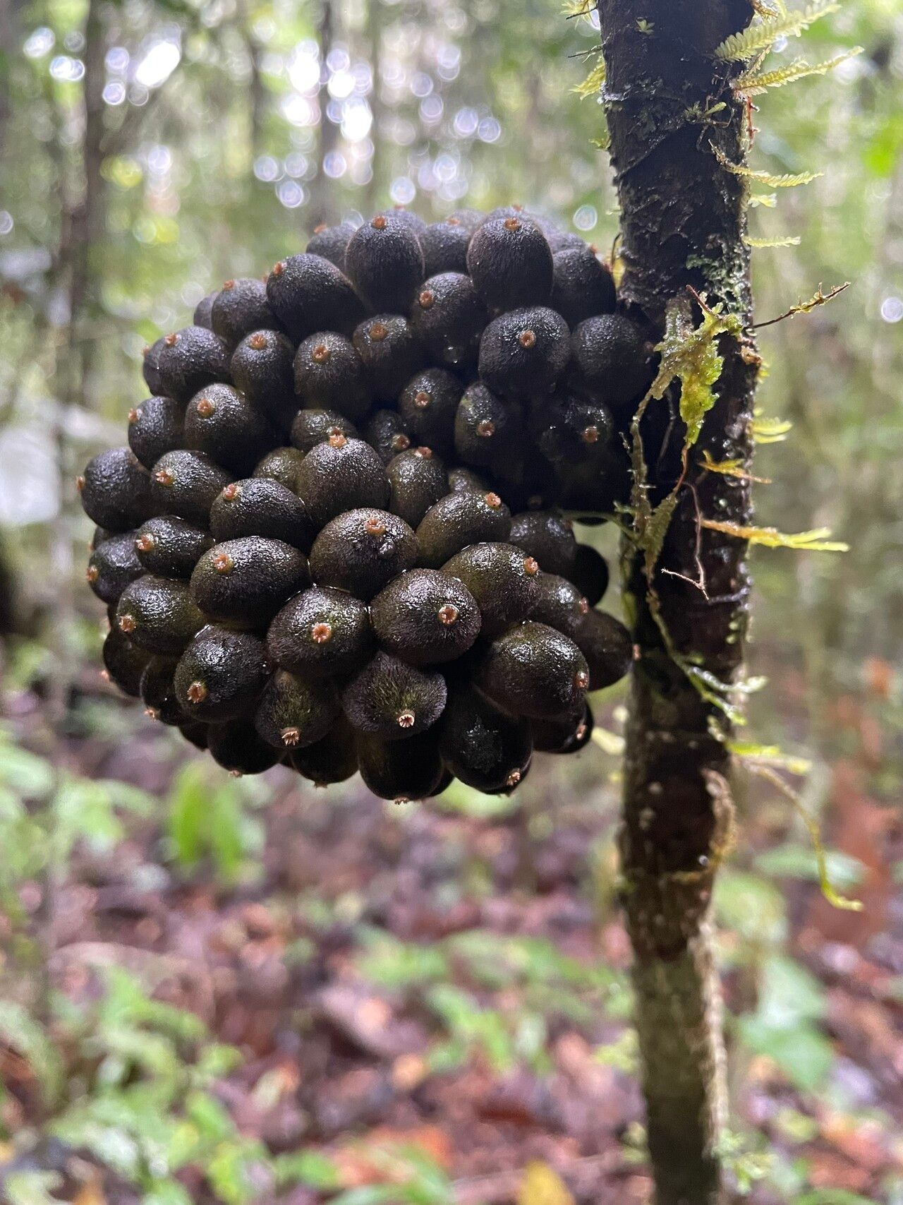 Pyrenacantha capitata — related species from the same genus