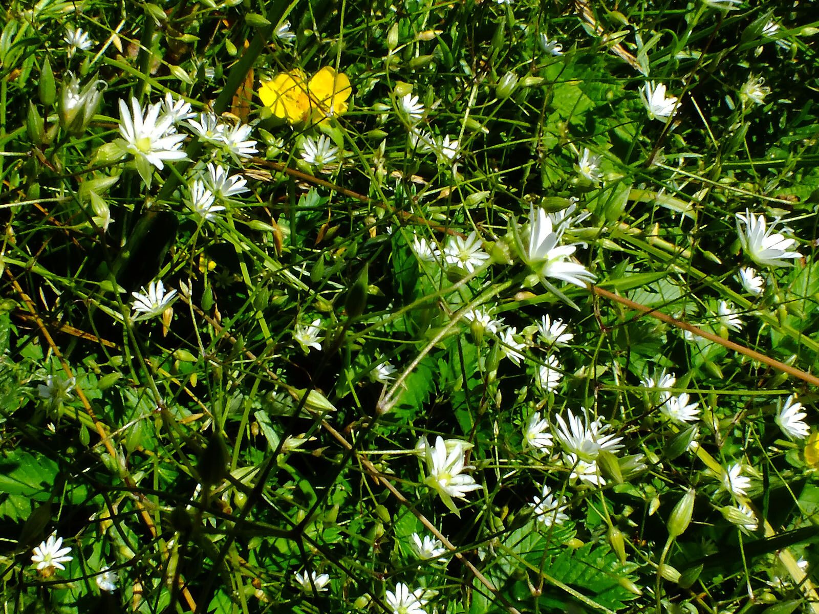 Stellaria crassifolia flower
