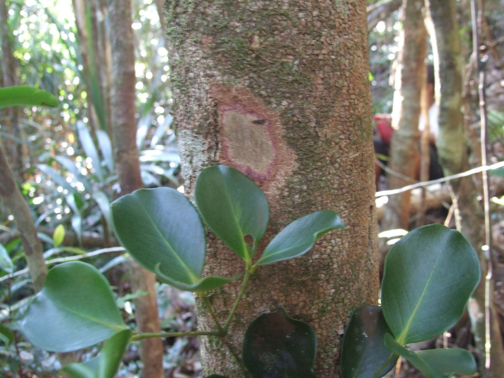 Syzygium rhopalanthum bark