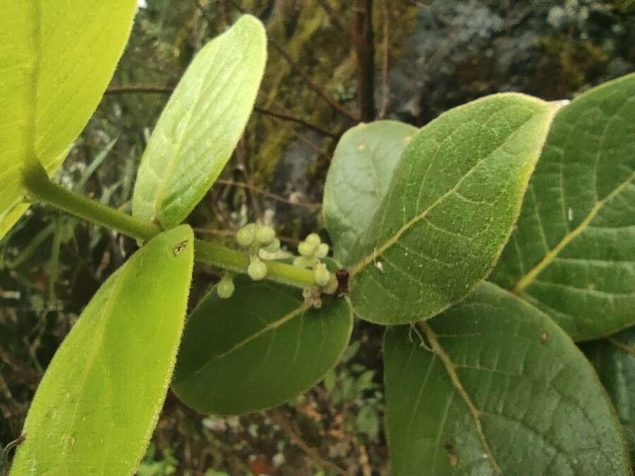 Monimia amplexicaulis — related species from the same genus