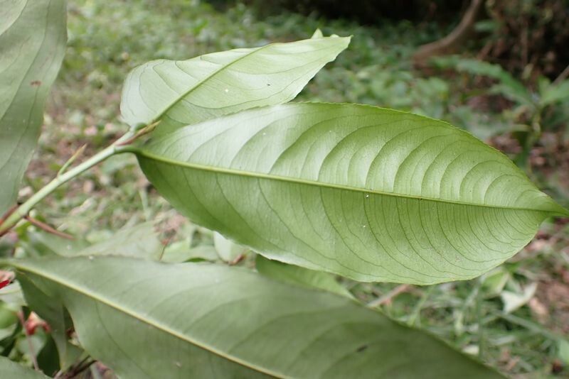 Ochna staudtii leaf