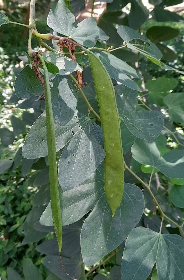 Bauhinia acuminata fruit