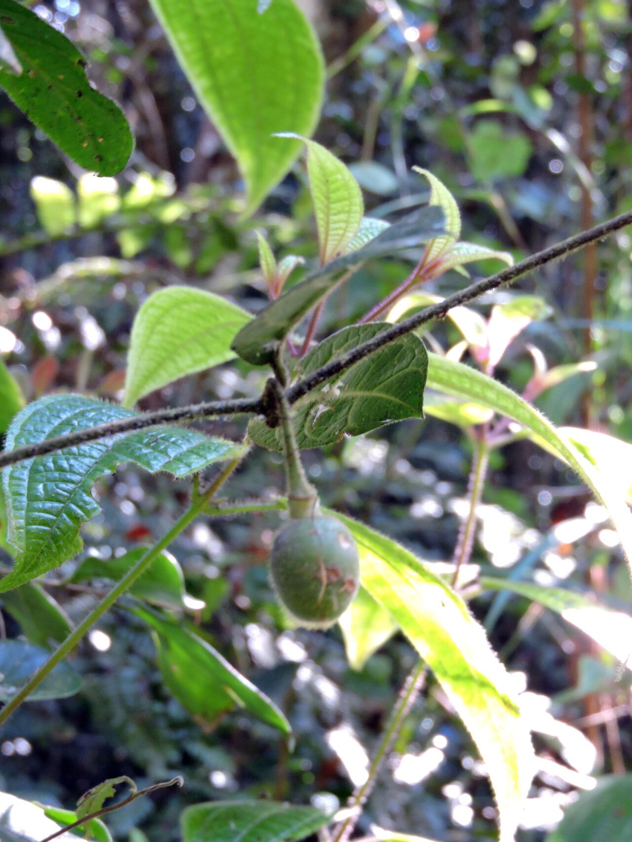 Mendoncia cowanii — related species from the same genus