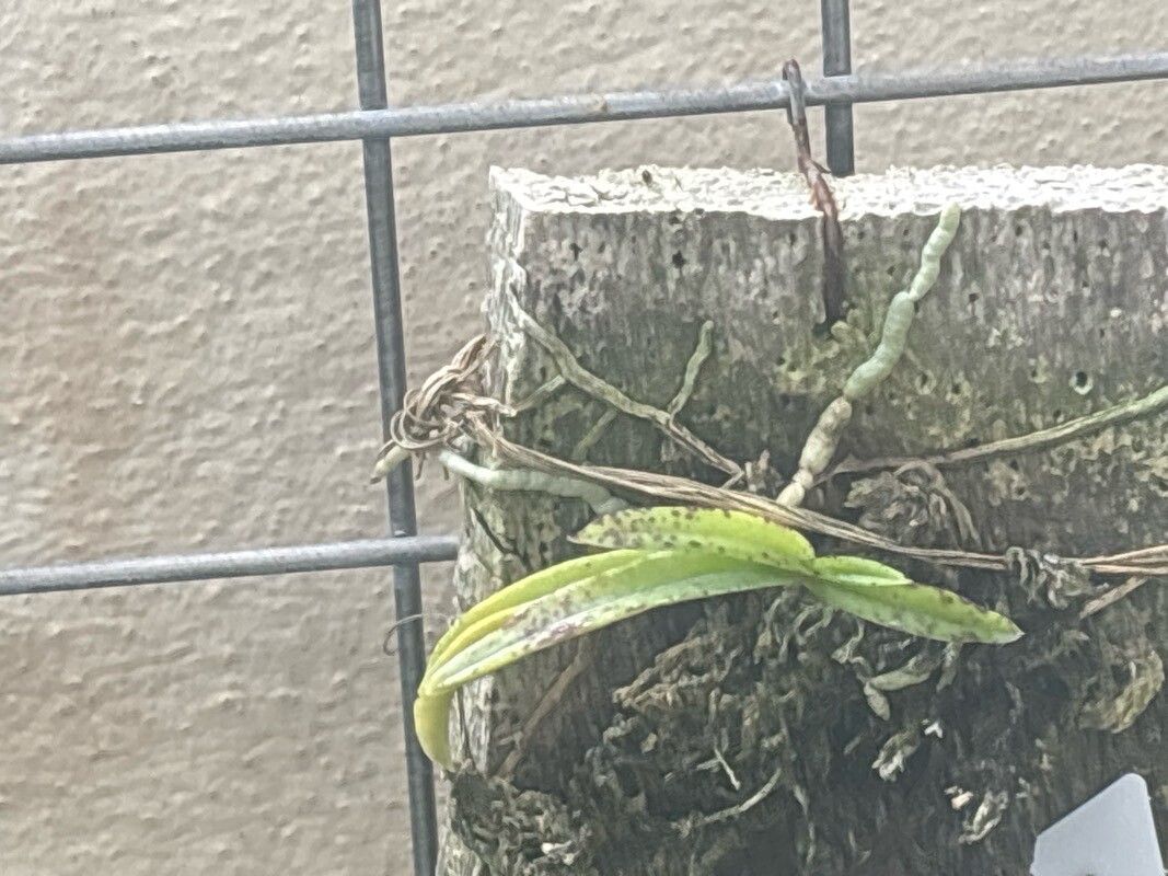 Vanda curvifolia — search result for 'Vanda'