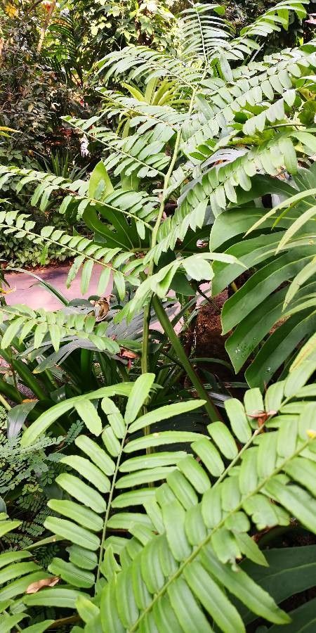 Angiopteris fokiensis habit