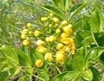 Senna pistaciifolia flower