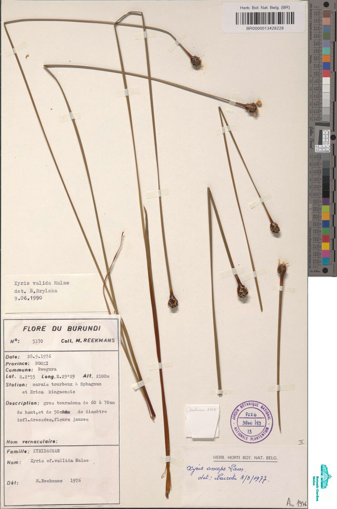 Xyris valida — houseplant care guide